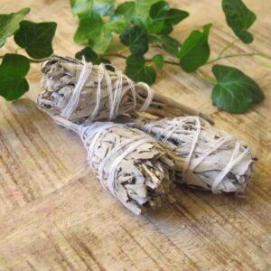 Salvia Knippe